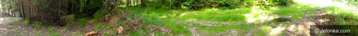 spotkaes-martwa-zwierzyne-co-zrobic-foto-69163
