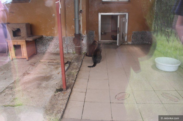 co-sie-dzieje-w-schronisku-dla-zwierzat-foto-69316