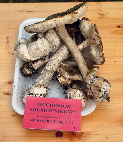 smaczna-kania-trujacy-sromotnik-6986