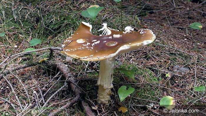 wedrowki-jelonkicom-cel-ostra-maa-foto-69999