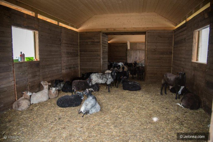 naturalne-kosiarki-pod-chojnikiem-foto-70005