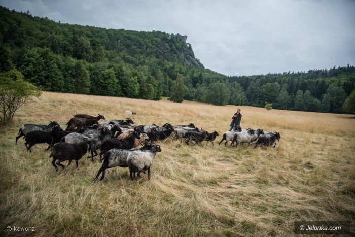 naturalne-kosiarki-pod-chojnikiem-foto-70005