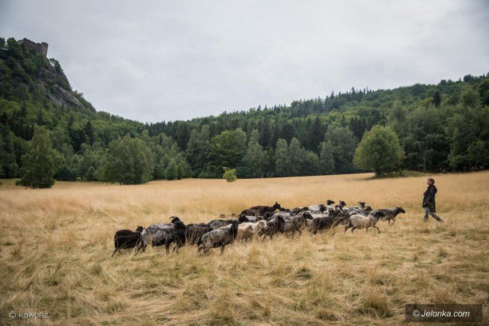 naturalne-kosiarki-pod-chojnikiem-foto-70005
