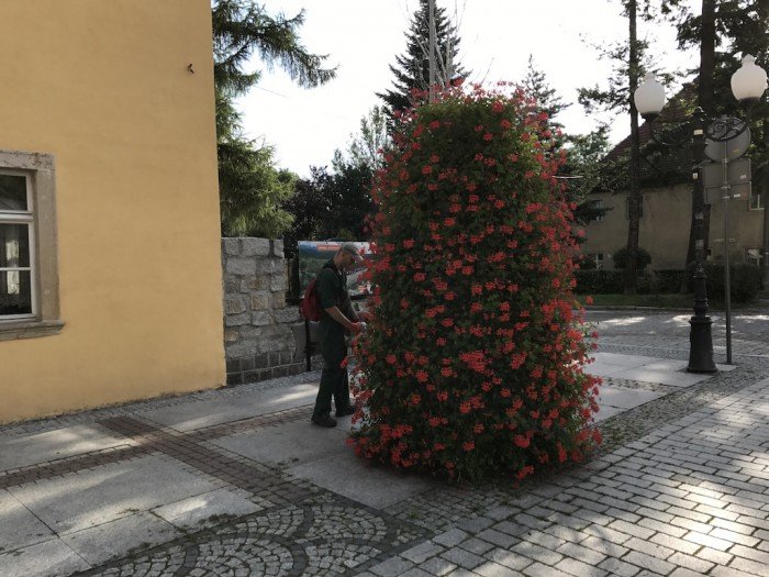 w-miescie-kosza-plewia-sprzataja-foto-70070