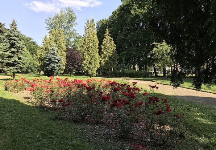 w-miescie-kosza-plewia-sprzataja-foto-70070