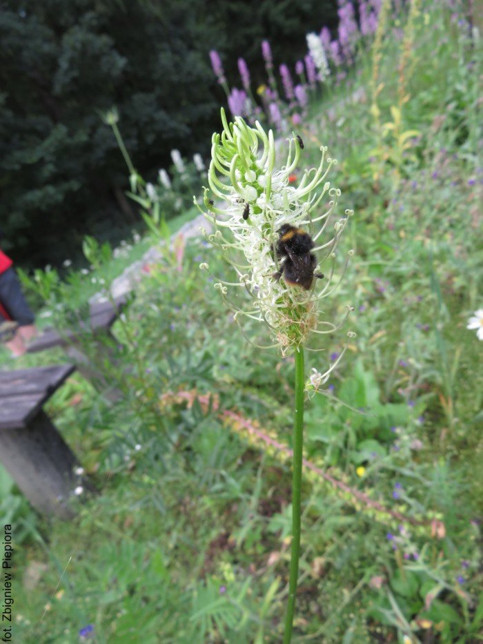 szkolenie-botaniczne-kpn-foto-70136