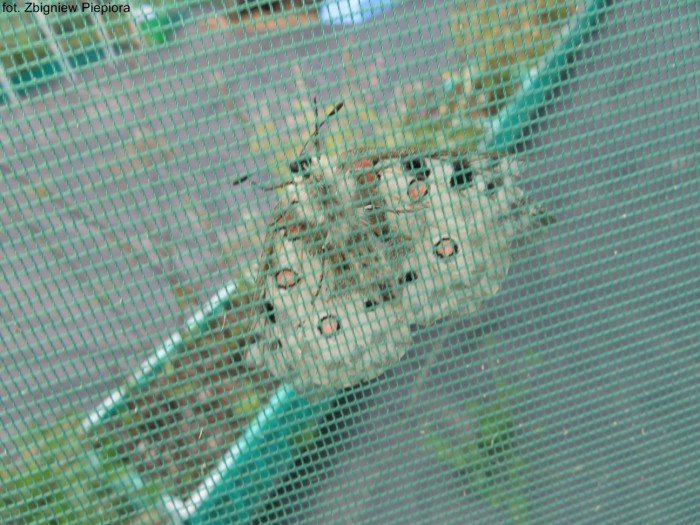 szkolenie-botaniczne-kpn-foto-70136