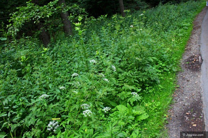 droga-na-pere-zachodu-bezpieczna-foto-70182