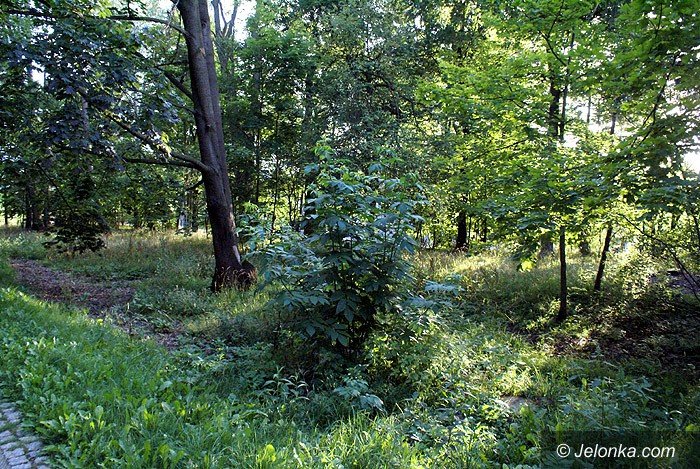 czytelnik-zarosniety-park-norweski-foto-70195