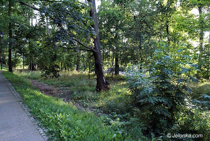 czytelnik-zarosniety-park-norweski-foto-70195