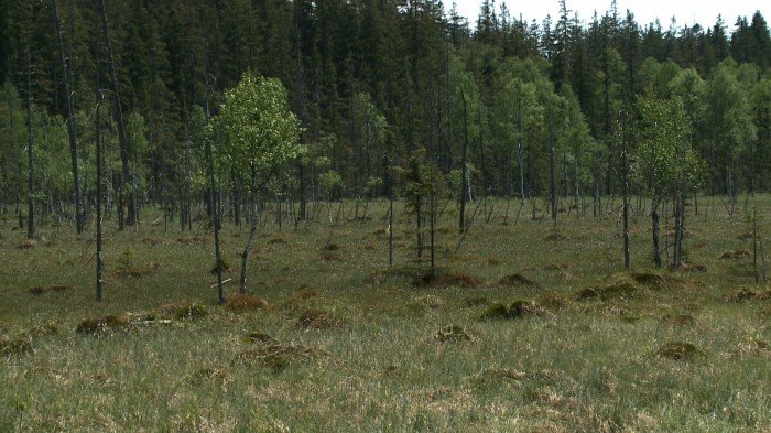 uwaga-na-kleszcze-foto-70206