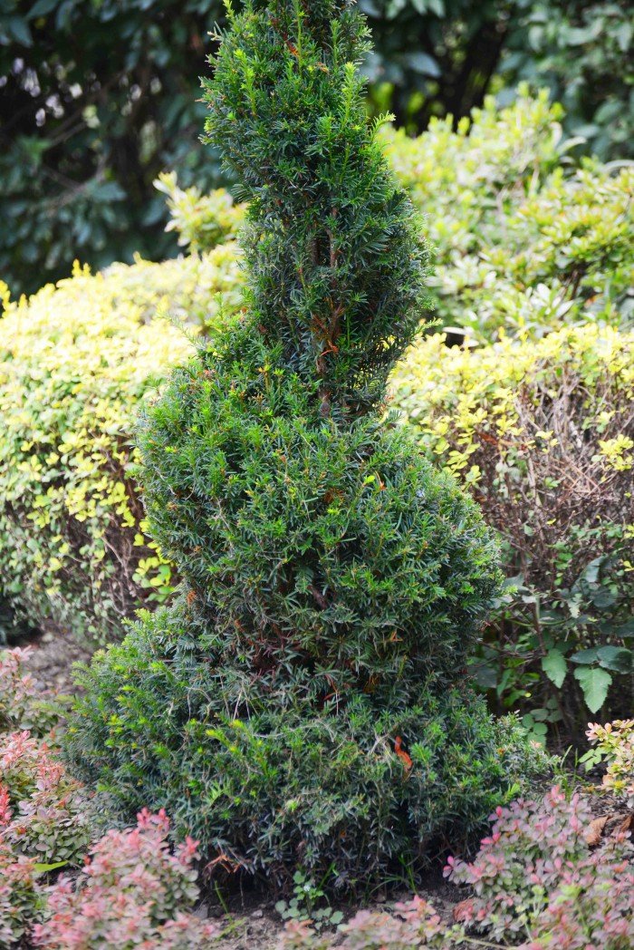 do-miejskich-roslin-doaczyy-topiary-foto-70710