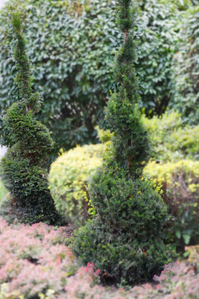 do-miejskich-roslin-doaczyy-topiary-foto-70710