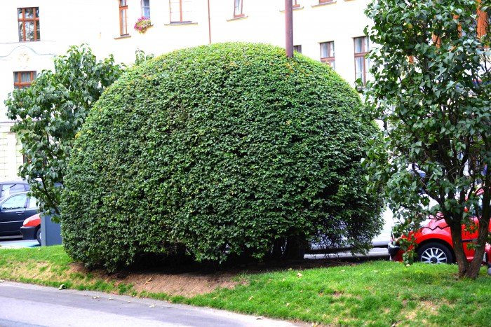 do-miejskich-roslin-doaczyy-topiary-foto-70710