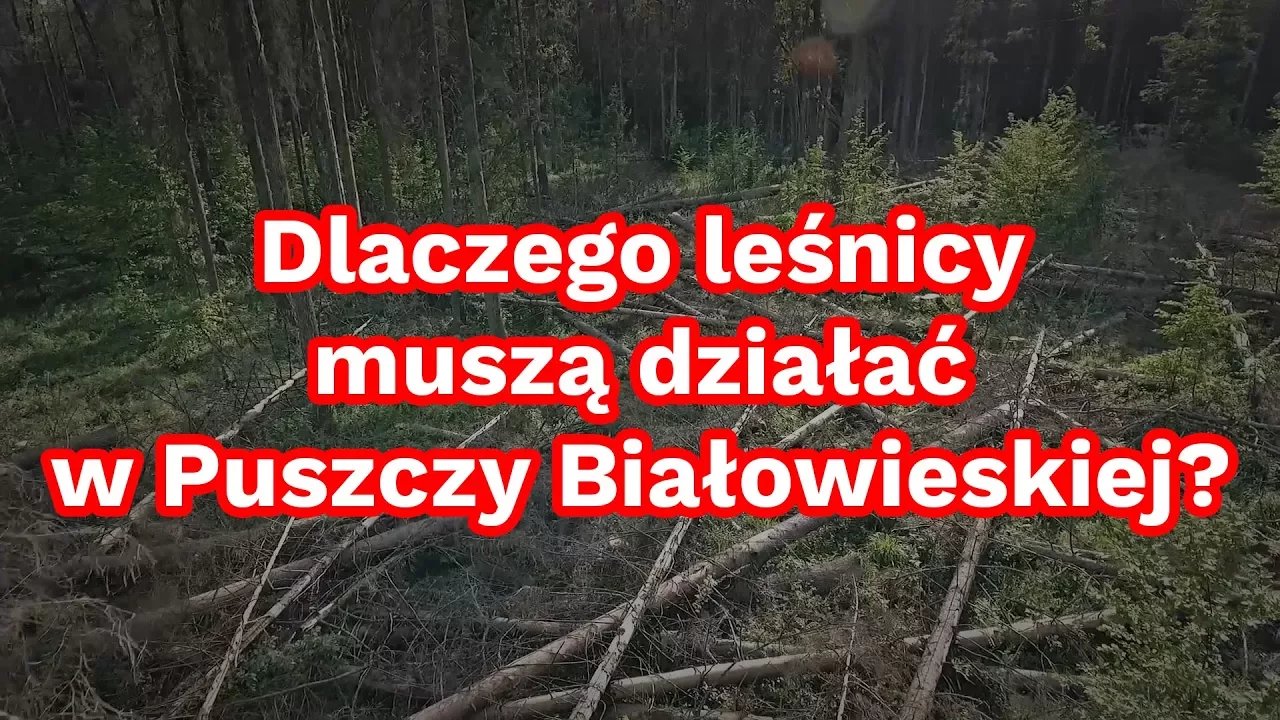dlaczego-lesnicy-musza-dziaac-w-puszczy-biaowieskiej-70737