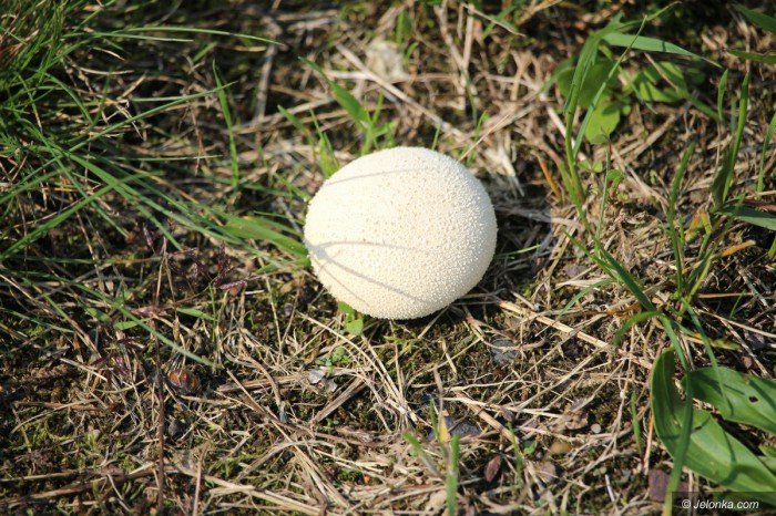 ldjs-si-wystarczyo-tylko-do-przerwy-foto-70750
