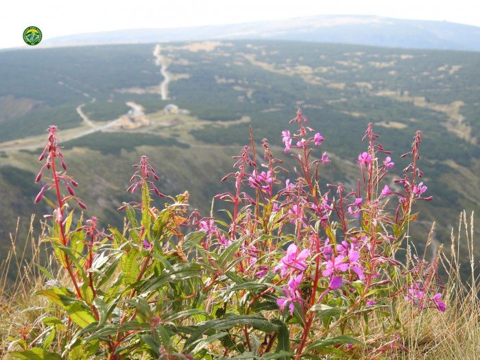 karkonosze-oblegane-przez-turystow-foto-70757