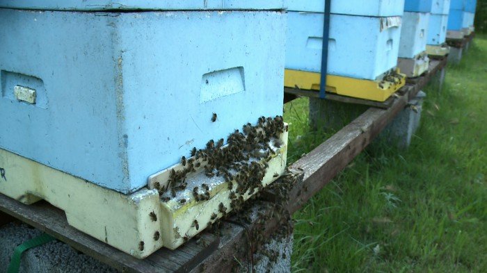 co-z-pomoca-dla-pszczelarzy-foto-70799