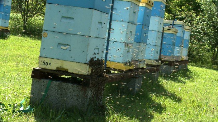 co-z-pomoca-dla-pszczelarzy-foto-70799