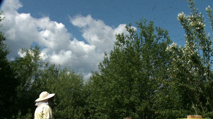 co-z-pomoca-dla-pszczelarzy-foto-70799