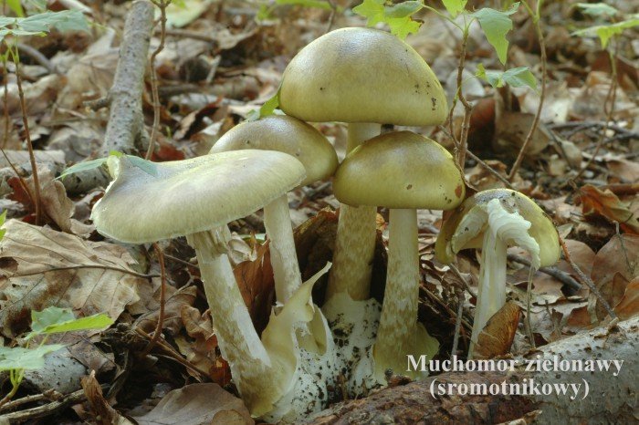 wystawa-swiezych-grzybow-od-niedzieli-foto-70970