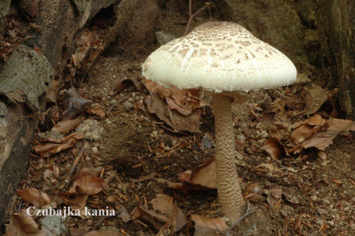 wystawa-swiezych-grzybow-od-niedzieli-foto-70970