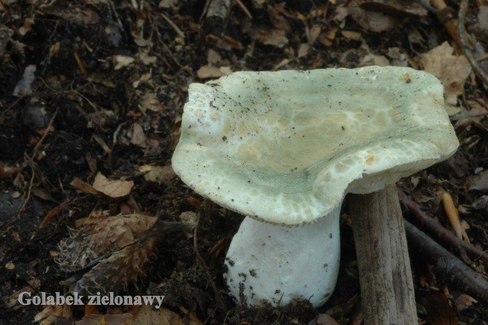 wystawa-swiezych-grzybow-od-niedzieli-foto-70970