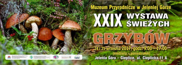 wystawa-swiezych-grzybow-od-niedzieli-foto-70970