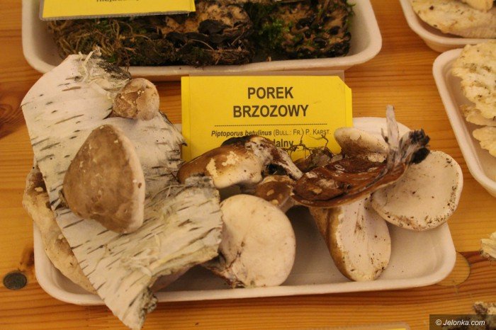 rekordowa-liczba-grzybow-na-wystawie-foto-71021