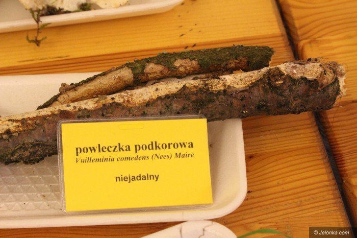 rekordowa-liczba-grzybow-na-wystawie-foto-71021