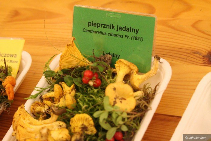 rekordowa-liczba-grzybow-na-wystawie-foto-71021