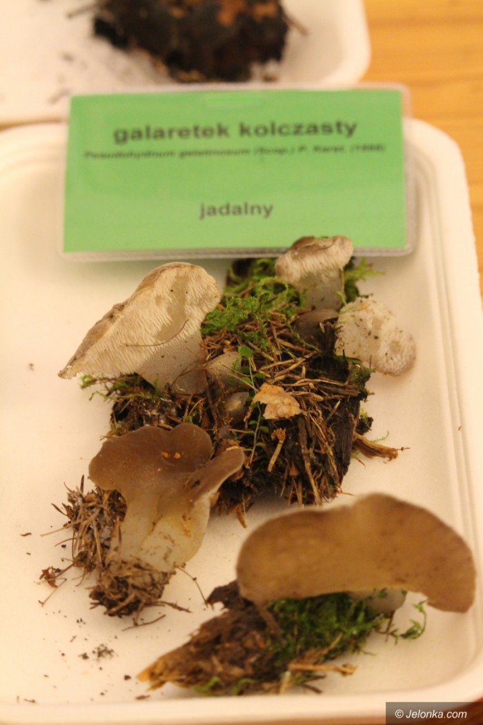 rekordowa-liczba-grzybow-na-wystawie-foto-71021