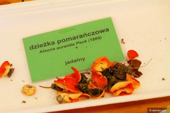 rekordowa-liczba-grzybow-na-wystawie-foto-71021