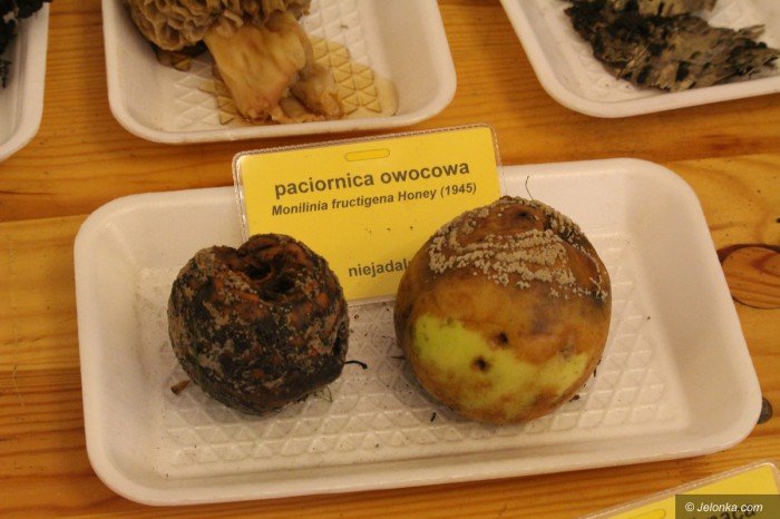 rekordowa-liczba-grzybow-na-wystawie-foto-71021