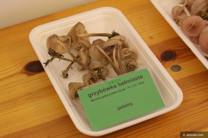 rekordowa-liczba-grzybow-na-wystawie-foto-71021