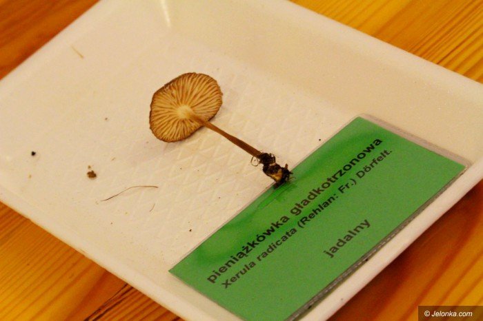 rekordowa-liczba-grzybow-na-wystawie-foto-71021