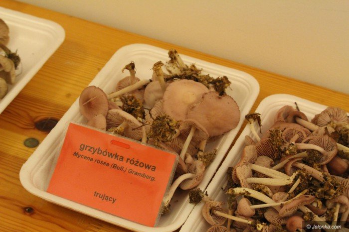 rekordowa-liczba-grzybow-na-wystawie-foto-71021