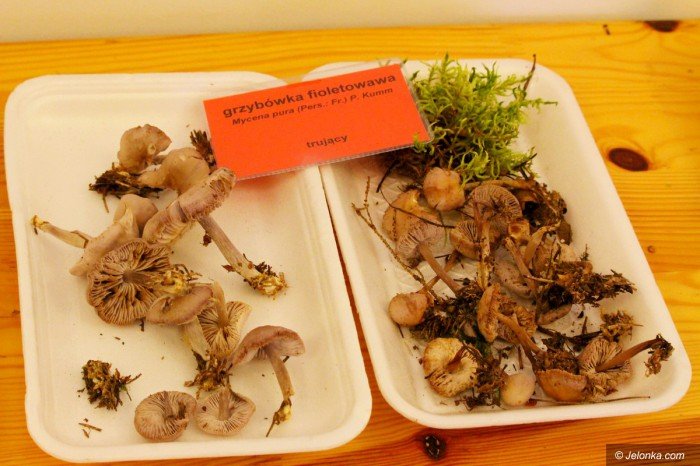 rekordowa-liczba-grzybow-na-wystawie-foto-71021