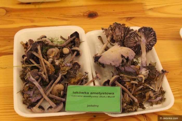 rekordowa-liczba-grzybow-na-wystawie-foto-71021