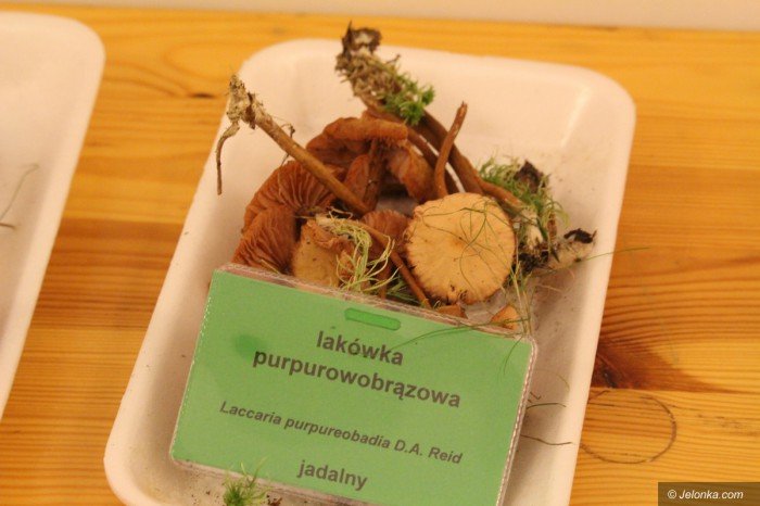 rekordowa-liczba-grzybow-na-wystawie-foto-71021