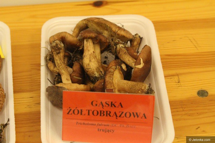 rekordowa-liczba-grzybow-na-wystawie-foto-71021