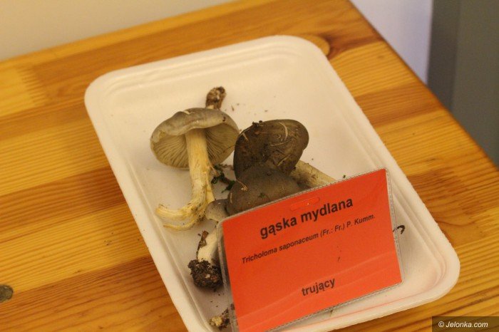 rekordowa-liczba-grzybow-na-wystawie-foto-71021
