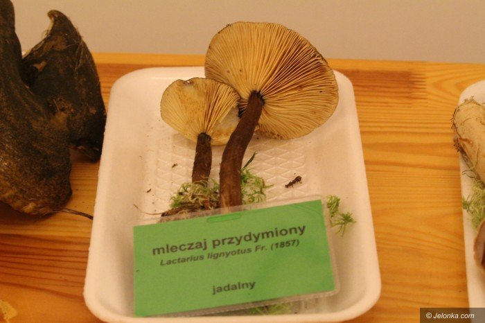 rekordowa-liczba-grzybow-na-wystawie-foto-71021