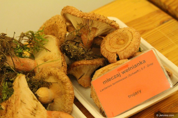 rekordowa-liczba-grzybow-na-wystawie-foto-71021