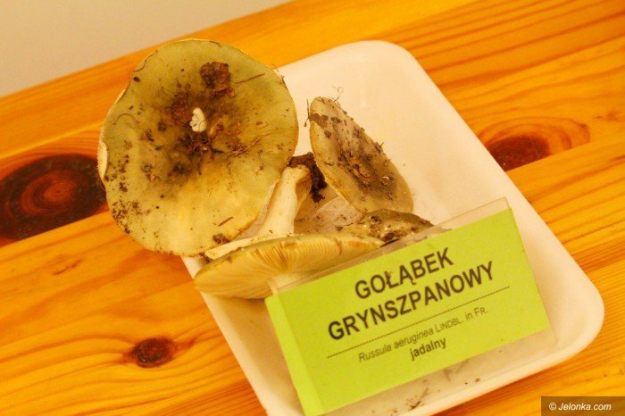 rekordowa-liczba-grzybow-na-wystawie-foto-71021
