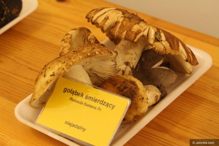 rekordowa-liczba-grzybow-na-wystawie-foto-71021