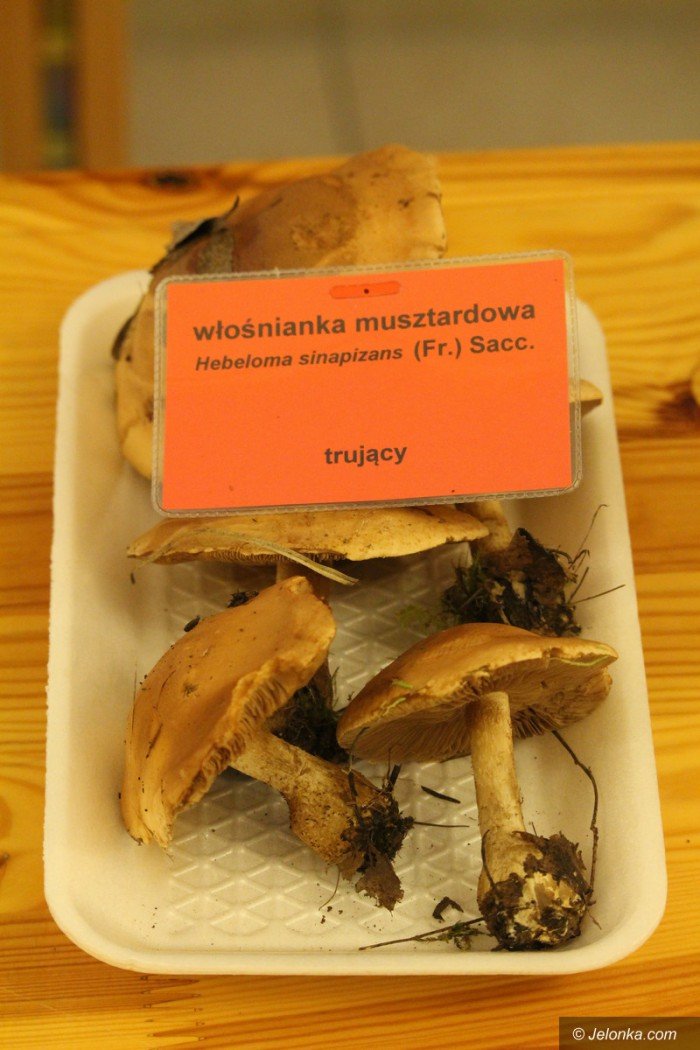 rekordowa-liczba-grzybow-na-wystawie-foto-71021