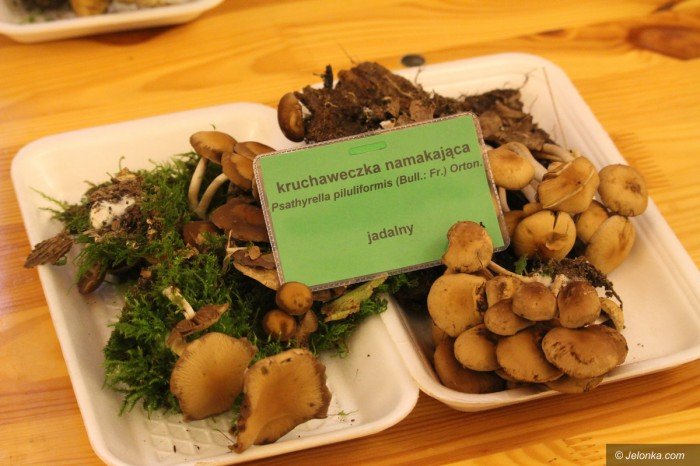 rekordowa-liczba-grzybow-na-wystawie-foto-71021