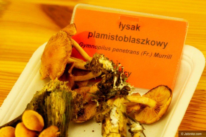 rekordowa-liczba-grzybow-na-wystawie-foto-71021