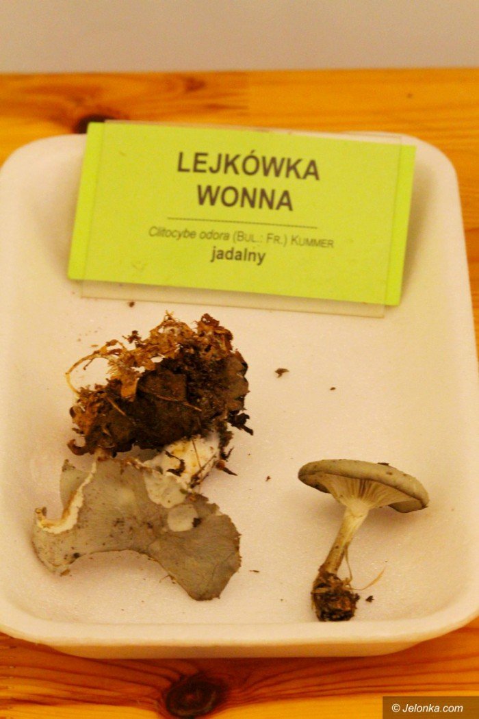 rekordowa-liczba-grzybow-na-wystawie-foto-71021